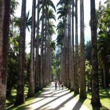 Jardim Botânico do Rio de Janeiro: conheça sua história e se apaixone