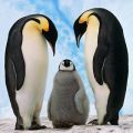 Pinguim - fotos, características, reprodução, alimentação, habitat, comportamento